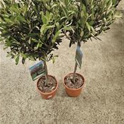 olive tree