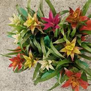 Guzmania X 3
