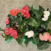 Anthurium Plant